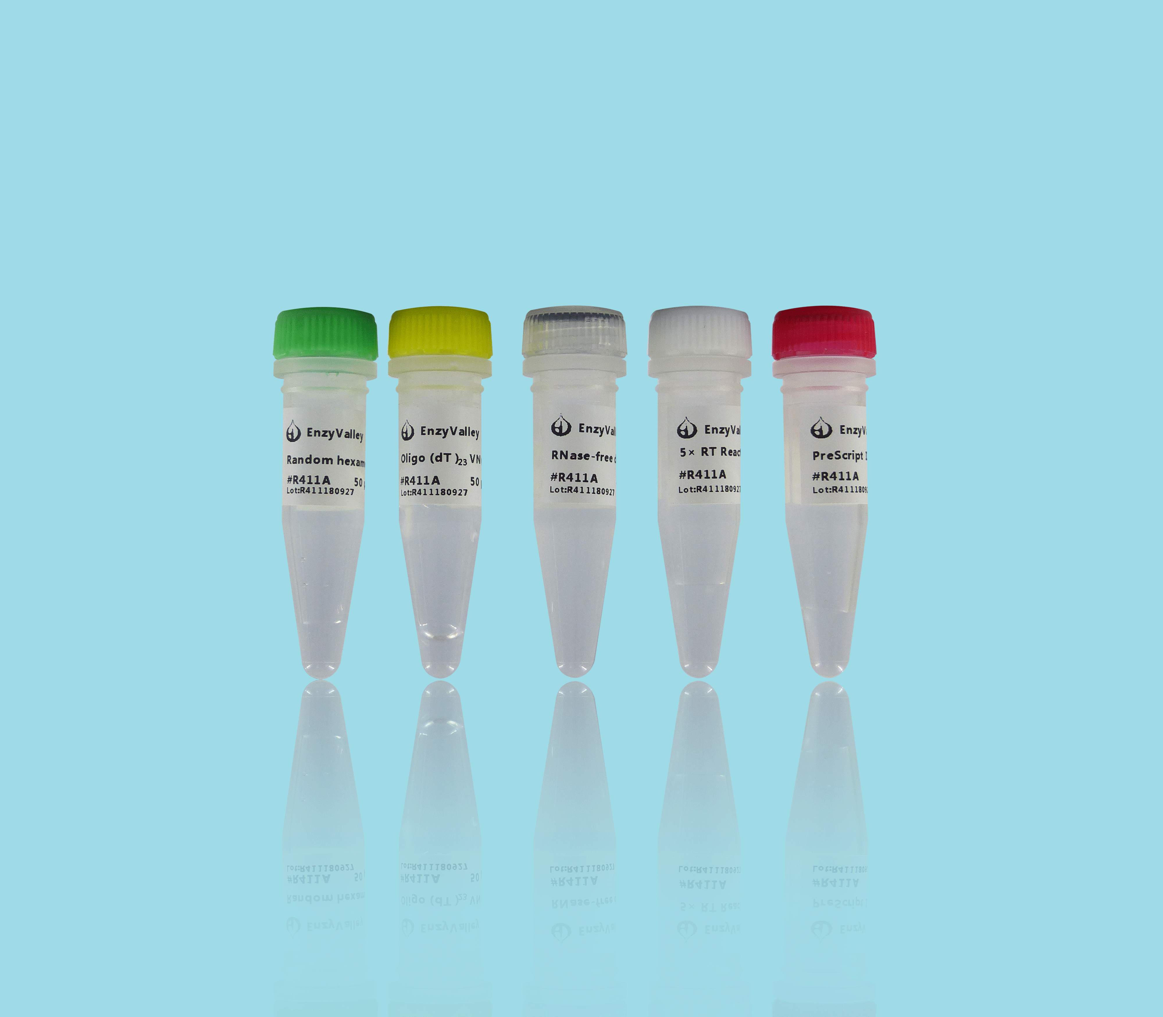First Strand cDNA Synthesis Kit
