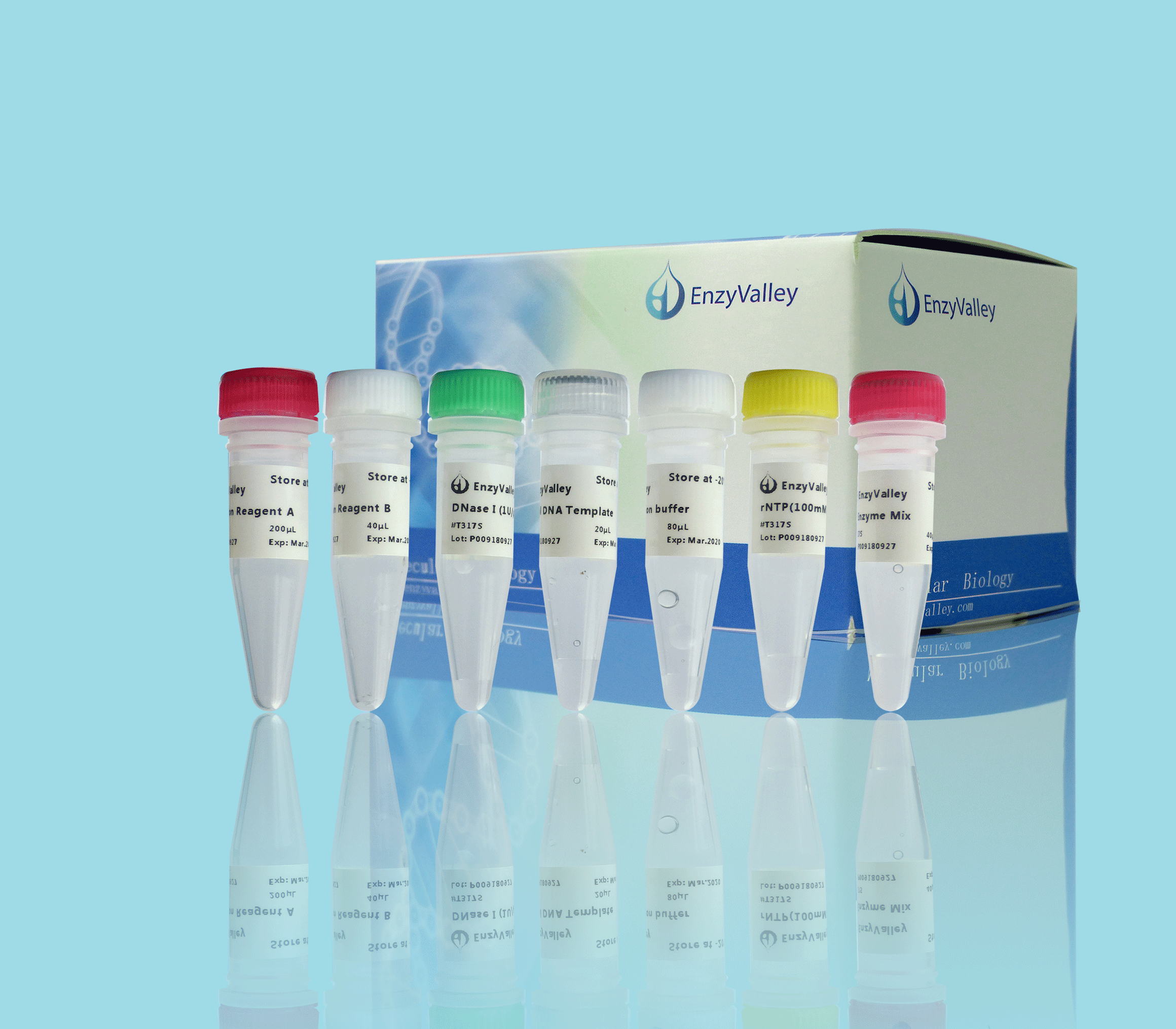In Vitro HiScript T7 RNA Synthesis Kit